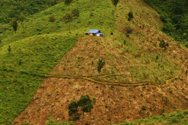 Tarım, iklim değişikliği ormansızlaşma