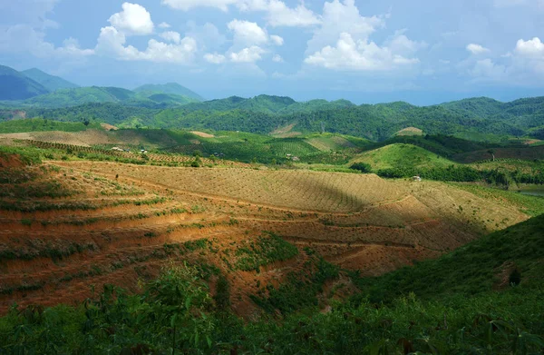 Deforestación para la agricultura, cambio climático — Foto de Stock
