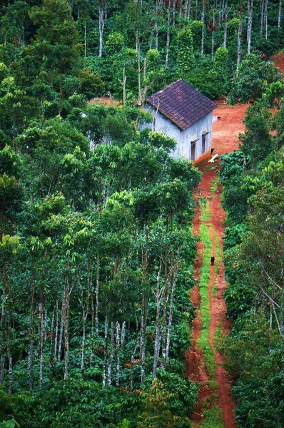 Casa en jardín verde — Foto de Stock