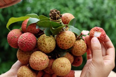 Çin meyve veya lychee meyve demet