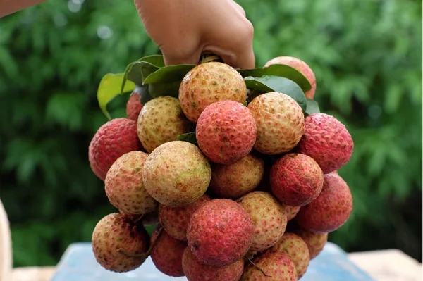Bunch of litchi fruit or lychee fruits — Stock Photo, Image