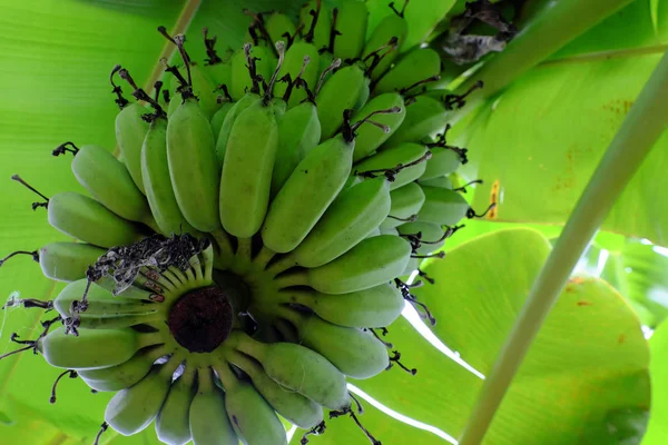 Bananeira com caule — Fotografia de Stock