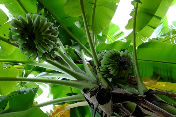 Бананове дерево зі стеблом — стокове фото
