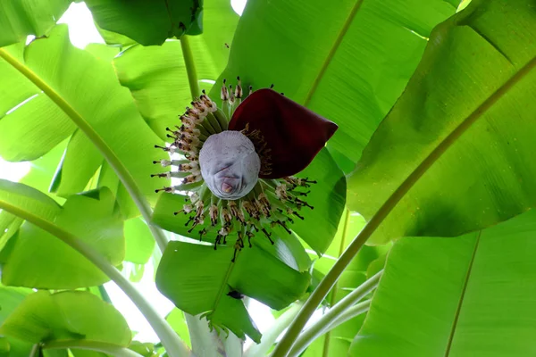 Monte de banana com flor — Fotografia de Stock