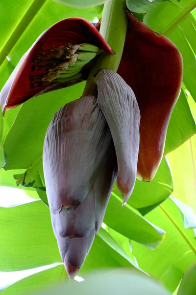 Monte de banana com flor — Fotografia de Stock