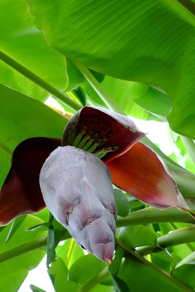 Пучок банана з квіткою — стокове фото