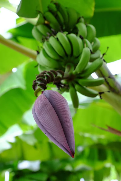 Μάτσο μπανάνα με λουλούδι — Φωτογραφία Αρχείου