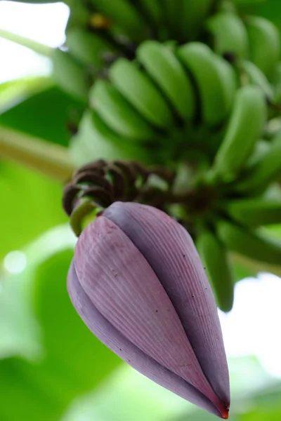 Monte de banana com flor — Fotografia de Stock