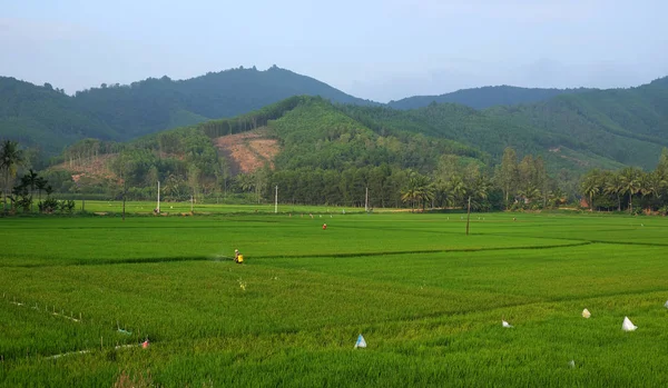 Agricoltore asiatico che spruzza insetticida — Foto Stock