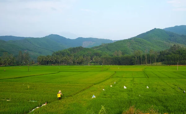 亚洲农民工作广阔的稻田 附近的山在湄公河三角洲地区 越南的越南稻田喷洒杀虫剂的人 — 图库照片