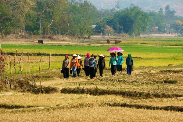 Hermoso paisaje, la mujer camina por el camino del campo —  Fotos de Stock