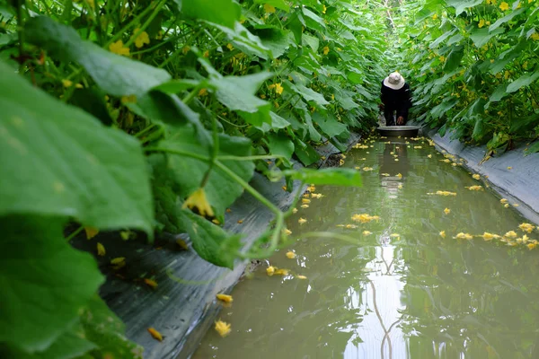 キュウリ収穫製品 キュウリ 野菜作物の緑の葉と黄色の花が水に反映する水溝で男スタンド ファーム アジア百姓仕事 — ストック写真
