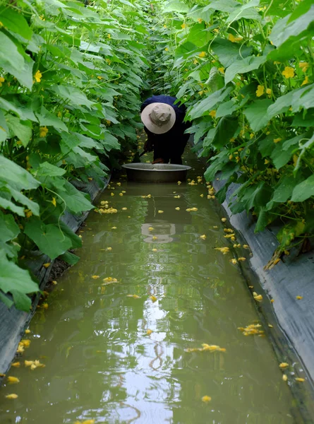 Granjero asiático en granja de pepinos — Foto de Stock