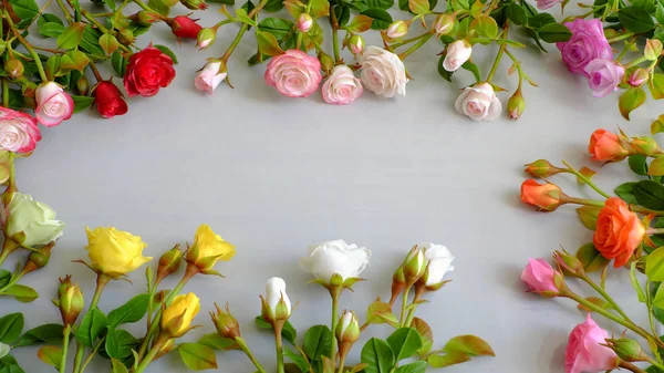 Flor de rosas coloridas — Fotografia de Stock
