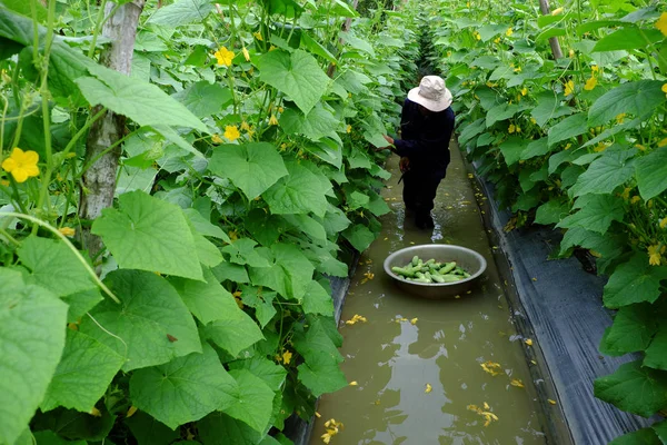 Вьетнамский фермер в огуречном саду — стоковое фото