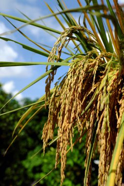 pirinç ve çeltik demet tahıl