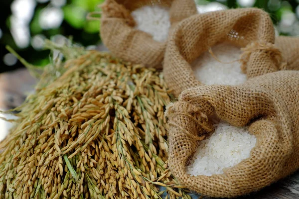 Sheaf of rice and paddy grain — Stock Photo, Image