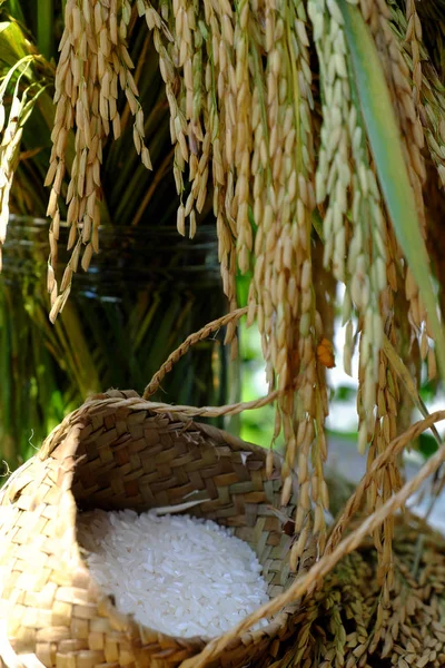 Сніп з рисового та овочевого зерна — стокове фото