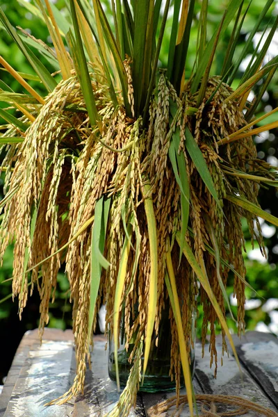 Feixes de arroz e de arroz paddy grain — Fotografia de Stock