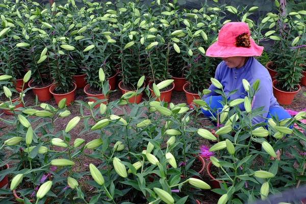 Asijské zemědělci pracující na zahradě s liliemi — Stock fotografie