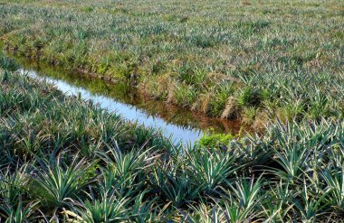 Ananas Mekong Delta alanı