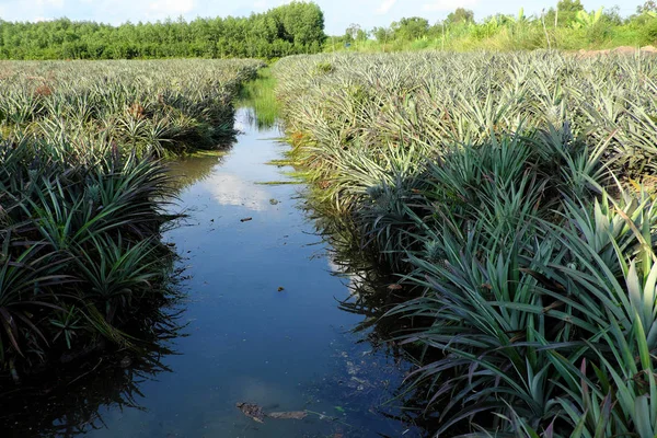 Ananasfeld am Mekong-Delta — Stockfoto