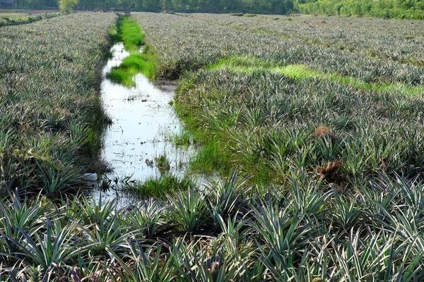 Ananas fältet på Mekongdeltat — Stockfoto