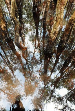 Sonbahar manzara orman