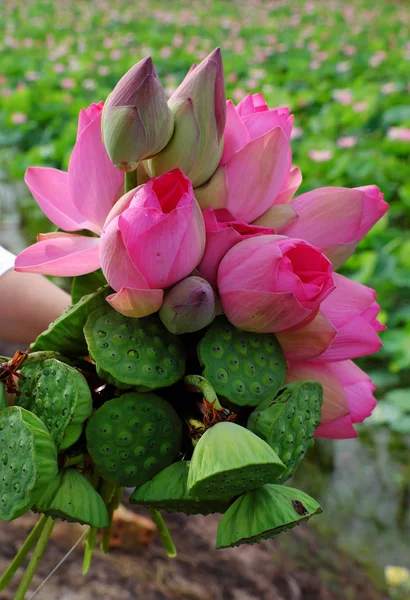 로터스 꽃 꽃다발 — 스톡 사진
