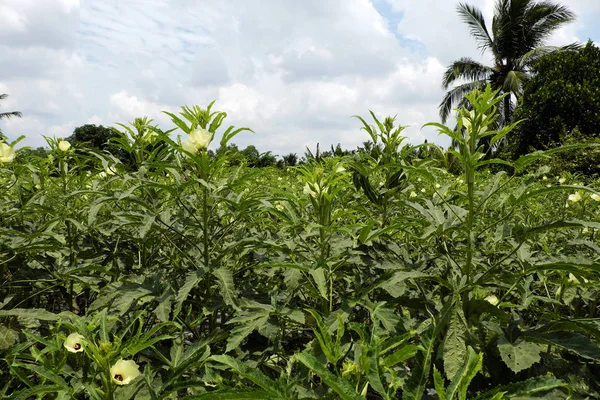 Okra Závod Oblasti Zemědělství Mekong Delta Vietnamu Zdravá Zelenina Populární — Stock fotografie