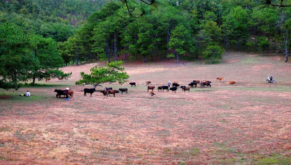 Roze gras heuvel in Dalat dennenbos — Stockfoto