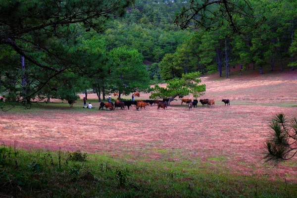 Růžová tráva hill v Dalat borovicový les — Stock fotografie