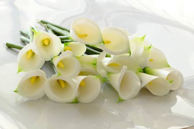 Arum lily beyaz