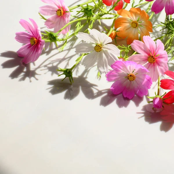 renkli cosmos çiçekler