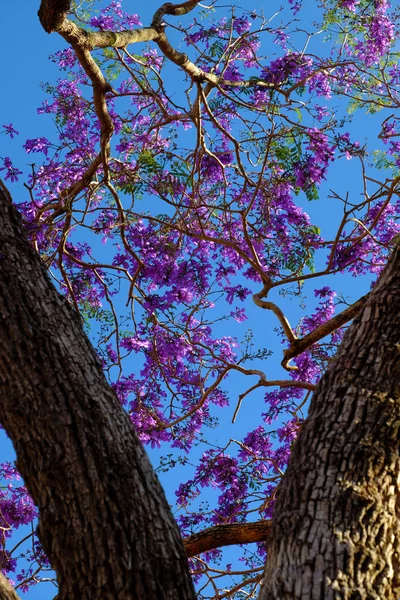 Abdruck violette Blume auf extravagantem Baum — Stockfoto