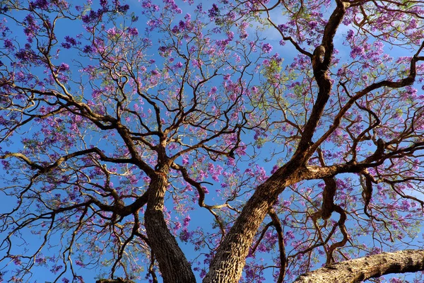 Estranha forma de árvore flamboyant, flor violeta — Fotografia de Stock