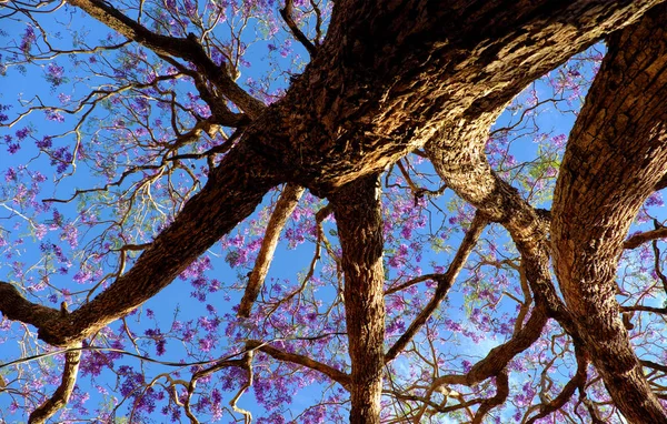Seltsame Form des extravaganten Baumes, violette Blume — Stockfoto