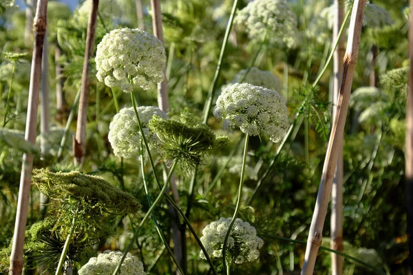 Flor de zanahoria para reservar las semillas — Foto de Stock