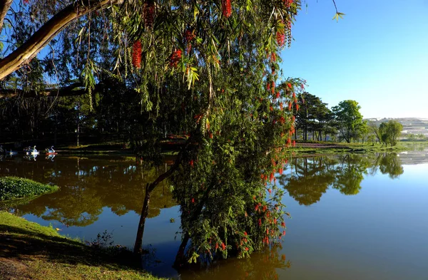 Söğüt ağacı çiçeği kırmızı çiçek 