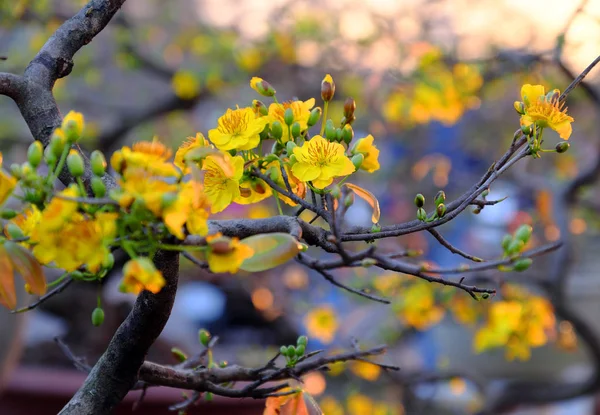 Spring flower, yellow apricot blossom — Stock Photo, Image