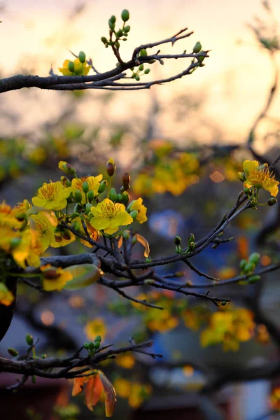 Flor de primavera, flor de damasco amarelo — Fotografia de Stock