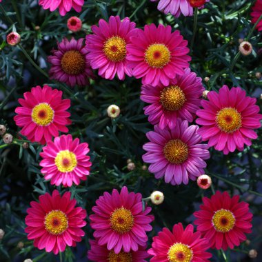 Krizantem daisy üst görünümden 