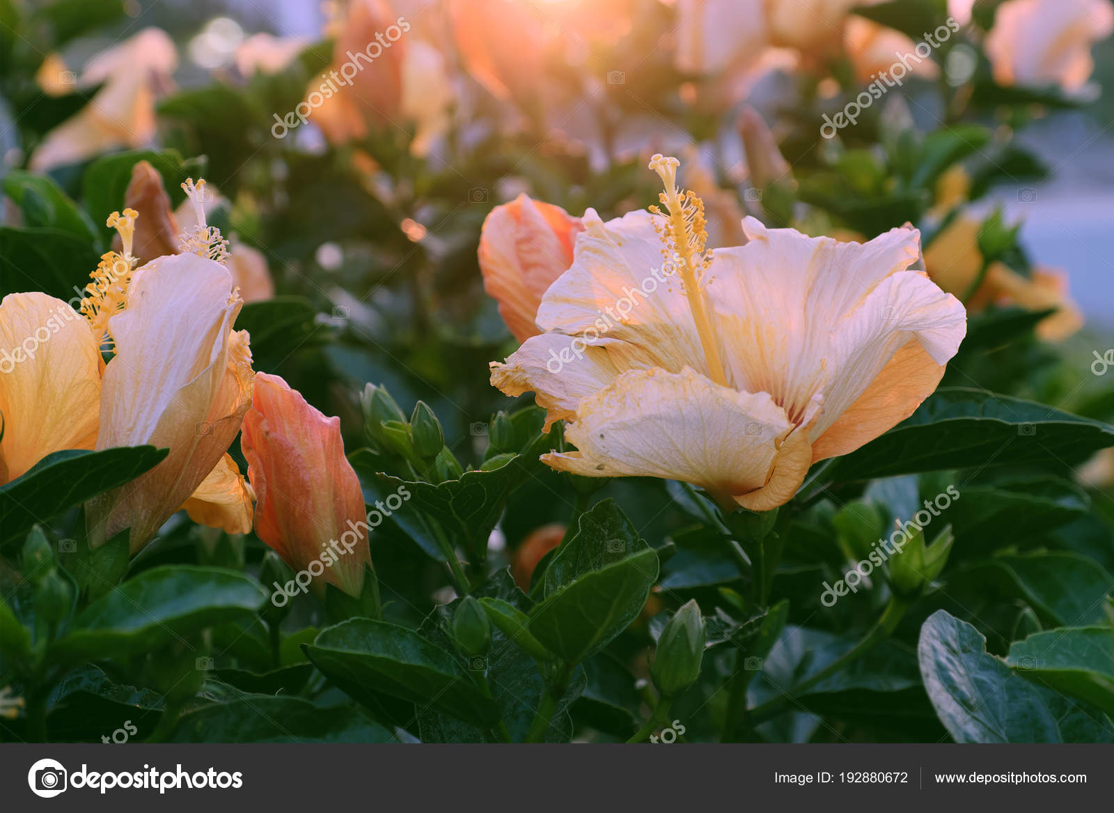 Ketmie Dhibiscus Qui Fleurit Photographie Xuanhuongho