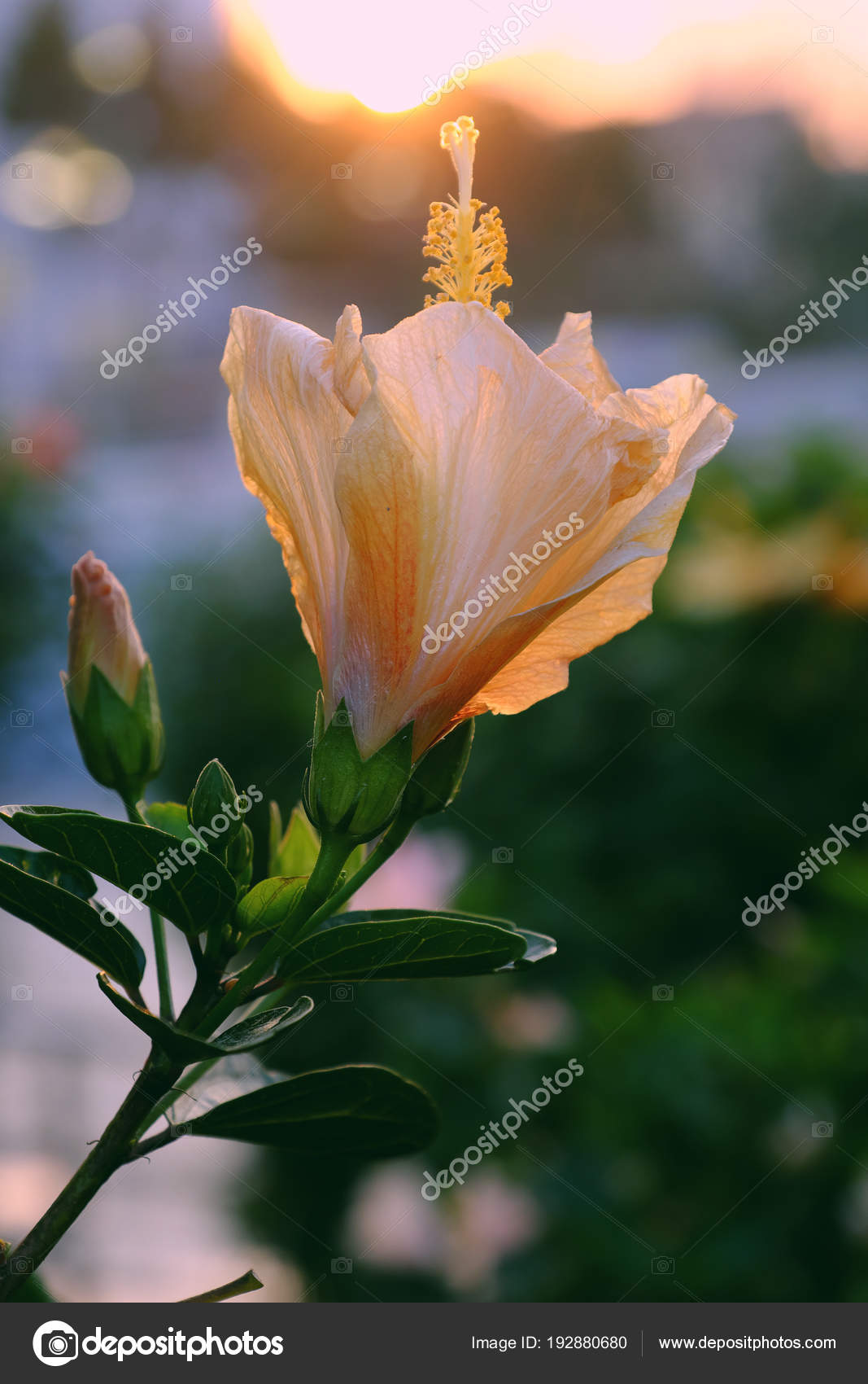 Ketmie Dhibiscus Qui Fleurit Photographie Xuanhuongho