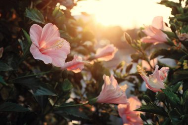 Rose hibiscus çiçek açan üzerinden ebegümeci 
