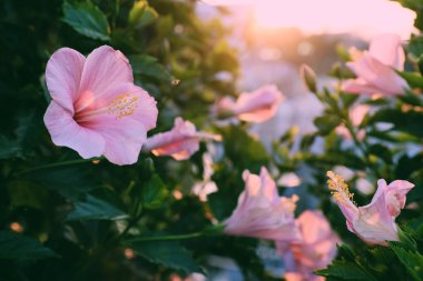 Rose hibiscus çiçek açan üzerinden ebegümeci 