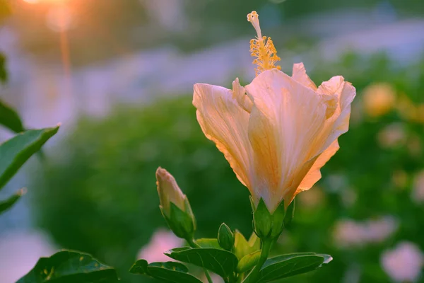 Rosa malva de hibisco florescendo — Fotografia de Stock