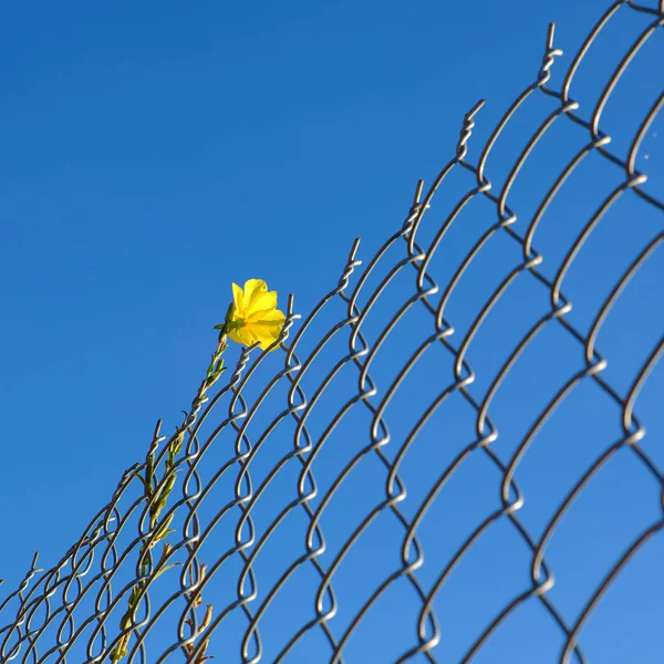 Amazing Background Yellow Flower Try Blue Sky Contrast Picture Yellow — Stock Photo, Image