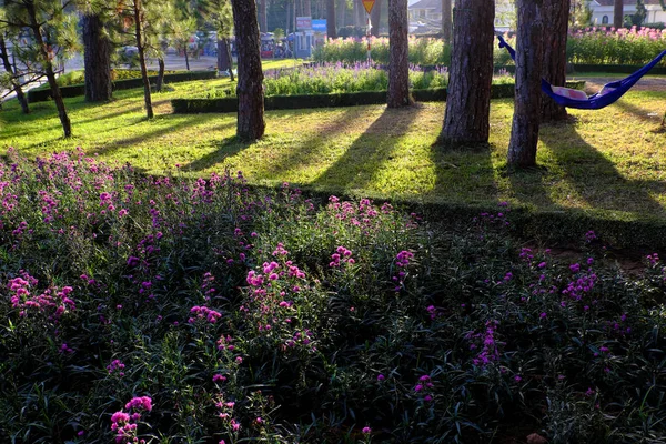 早晨在大叻市的大自然场景 紫罗兰的雏菊花盛开 公园里草地上的松树树荫 金色的灯光使花城的美丽风景 生态旅游的地方在越南 — 图库照片