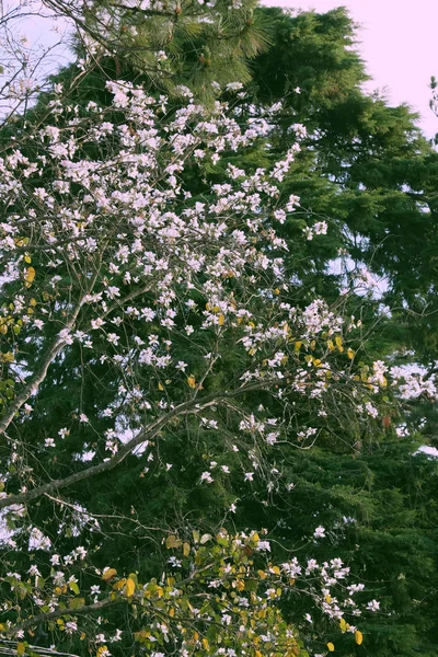 Красивый белый цветок Bauhinia variegata цветет на зеленых листьях — стоковое фото